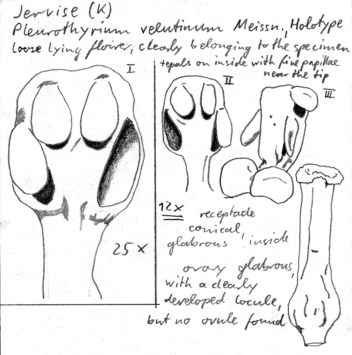 Vorschaubild Pleurothyrium velutinum Meisn.